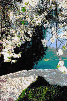 white flowers over water image by robert kameczura © 2002. all rights reserved.